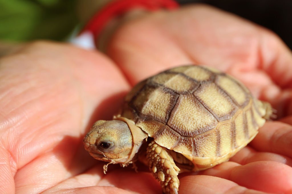 baby tortoise