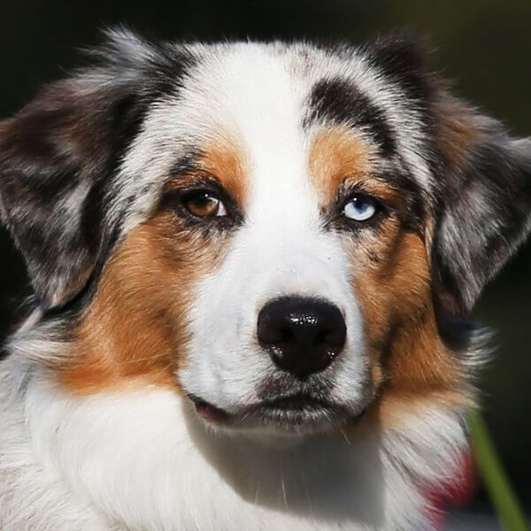 Australian Shepherd