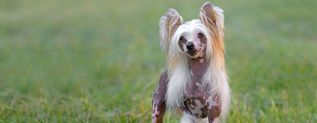 Chinese Crested