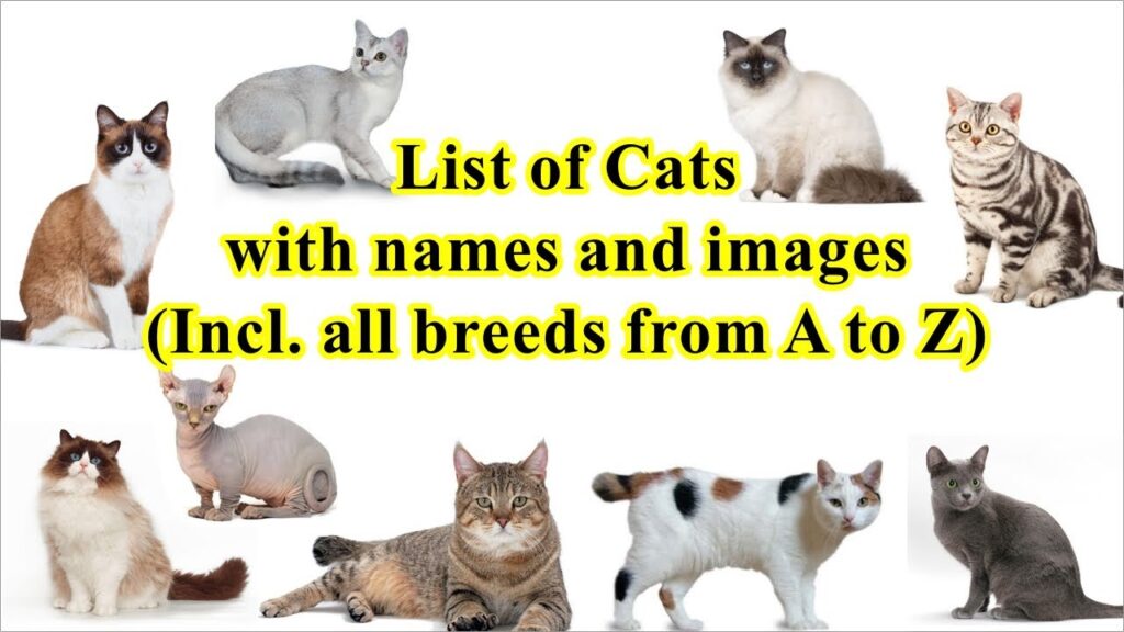 All Cat Breeds Name With List